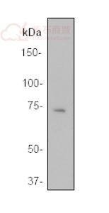 Anti-BLNK antibody [Y491]  100µl