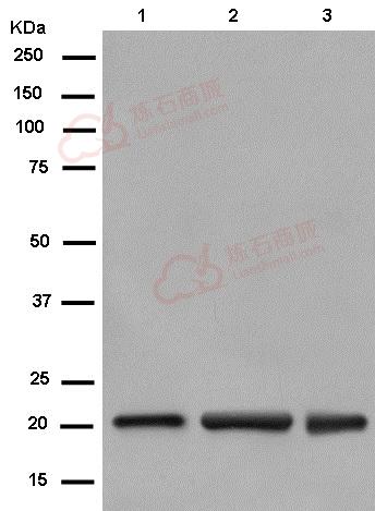 Anti-C1orf57 antibody [EPR14325-50] - N-terminal  40µl