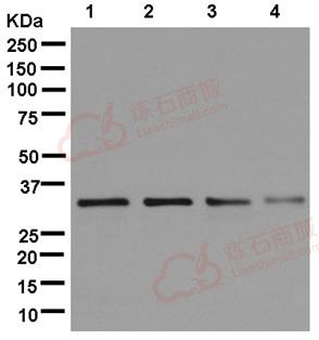 Anti-POLR2C antibody [EPR13300(B)] - C-terminal  100µl