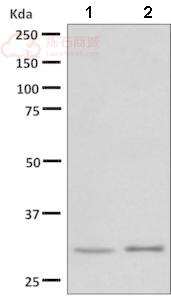 Anti-PLSCR3 antibody [EPR9242]  10µl