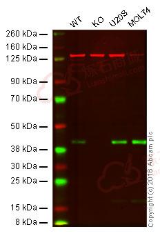 Anti-Bmi1 antibody [EPR3745(2)]  100µl