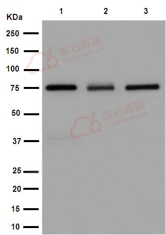 Anti-GLCNE antibody [EPR15059] - C-terminal  10µl