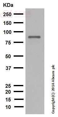 Anti-Dynein intermediate chain 1 antibody [EPR11244-61]  40µl