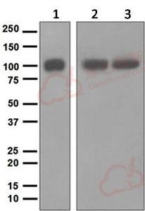 Anti-ARTS1 antibody [EPR6069]  100µl