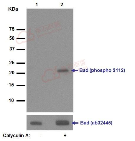 Anti-Bad (phospho S112) antibody [EPR1891(2)]  10µl