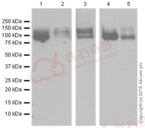 Anti-ApoER2 antibody [EPR3326]  100µl