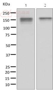 Anti-INPPL1 antibody [EPR10955]  40µl