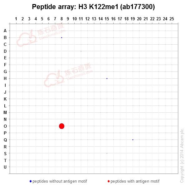 Anti-Histone H3 (mono methyl K122) antibody [EPR17897]  10µl
