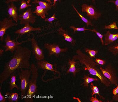 Anti-LMAN1 antibody [EPR6979]  100µl