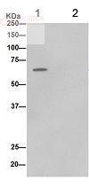 Anti-PGM1 antibody [EPR15240]  10µl