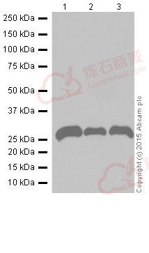 Anti-Pirh2 antibody [EPR18553]  10µl