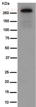 Anti-NBEAL2 antibody [EPR14501(B)] - N-terminal  100µl