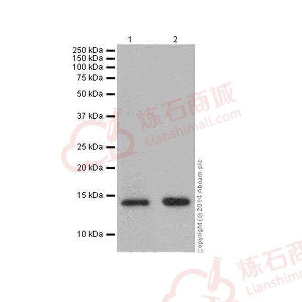Anti-Histone H2B (crotonyl K12) antibody [EPR17593]  40µl