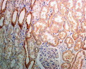 Anti-Dymeclin antibody [EPR8789]  10µl