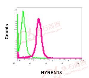 Anti-NYREN18 antibody [EPR10717]  10µl