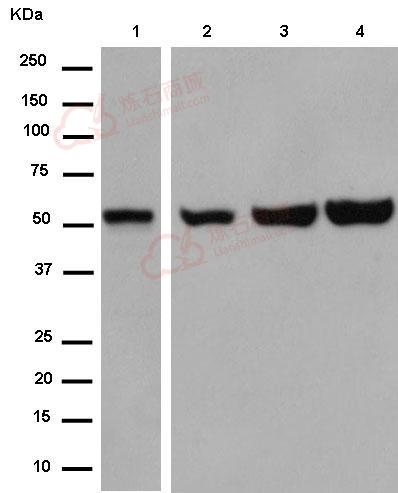 Anti-GPR176 antibody [EPR13983] - N-terminal  10µl