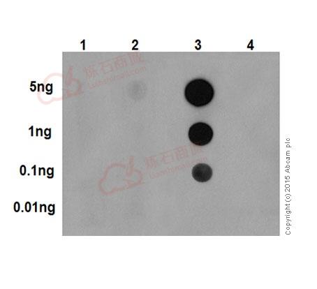 Anti-p38 (phospho T180 + Y182) antibody [EPR18120]  100µl