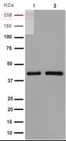 Anti-GALR3 antibody [EPR15055] - C-terminal  10µl