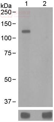 Anti-alpha Adducin (phospho S436) antibody [EPR2176]  100µl