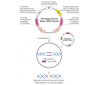 IRAK-M Double Nickase Plasmid (m2)  20 µg