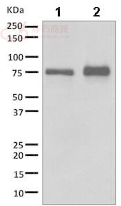 Anti-Dynein intermediate chain 1 antibody [EPR11222]  10µl