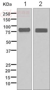 Anti-Dynein axonemal intermediate chain 1 antibody [EPR11222-78]  10µl