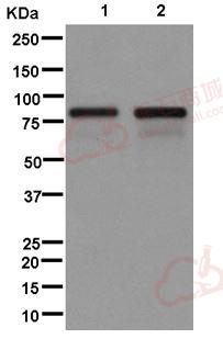 Anti-ARHGAP25 antibody [EPR13233]  40µl