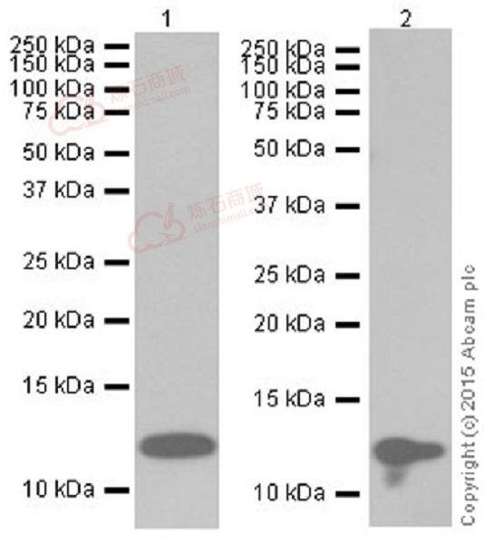 Anti-Histone H4 (crotonyl K8) antibody [EPR17905(R)]  10µl