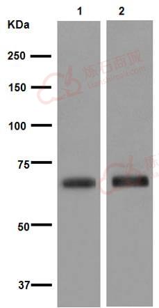 Anti-Natriuretic Peptide Receptor C antibody [EPR12716] - C-terminal  40µl