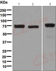 Anti-LPP antibody [EPR6478]  40µl