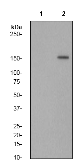 Anti-Phospholipase C gamma 1 (phospho Y783) antibody [EP1898Y]  40µl