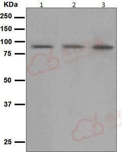 Anti-CD168 antibody [EPR4054]  10µl