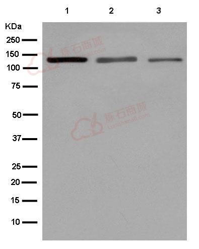 Anti-hnRNP U antibody [EPR12278(2)(B)]  100µl