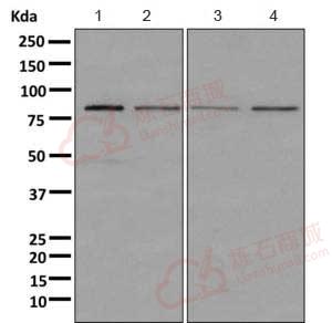 Anti-COG2 antibody [EPR10896]  40µl