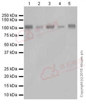 Anti-LLGL1 antibody [EPR18899]  10µl