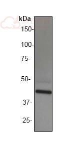 Anti-General Receptor for phosphoinositides 1 antibody [EP394Y]  100µl