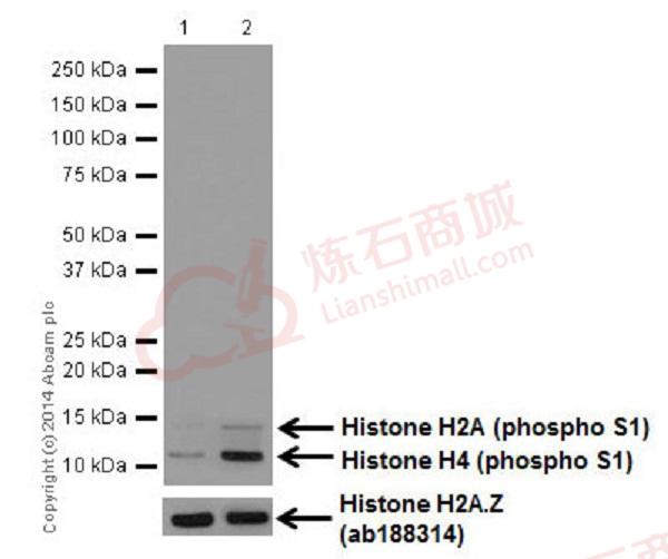 Anti-Histone H2A (phospho S1) + Histone H4 (phospho S1) antibody [EPR18184]  100µl
