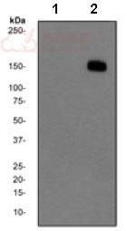 Anti-Phospholipase C gamma 1 (phospho Y783) antibody [EPR2611Y]  10µl