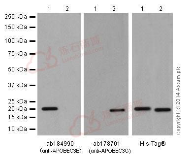 Anti-APOBEC3B antibody [EPR18138]  40µl