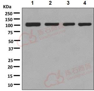 Anti-Methionyl tRNA synthetase antibody [EPR9873(B)]  100µl