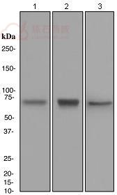 Anti-Plastin L antibody [EPR4278]  40µl