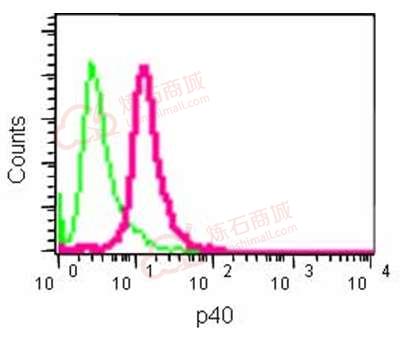 Anti-p40 antibody [EPR13781]  10µl