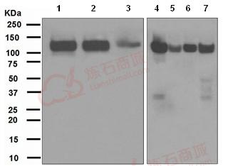 Anti-BCAR1 antibody [EPR1850(2)]  10µl