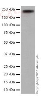 Anti-AREB6 antibody [EPR17375]  100µl