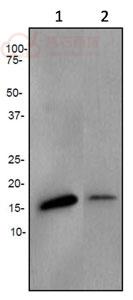 Anti-AP2S1 antibody [EPR2696]  10µl