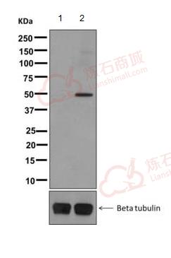 Anti-GAP43 (phospho S41) antibody [EPR1854(2)]  10µl
