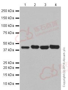 Anti-POLR1C antibody [EPR16178]  10µl