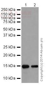 Anti-Histone H3 (mono methyl R128) antibody [EPR17898]  10µl