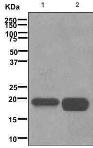 Anti-Caveolin-3 antibody [EPR11082]  100µl