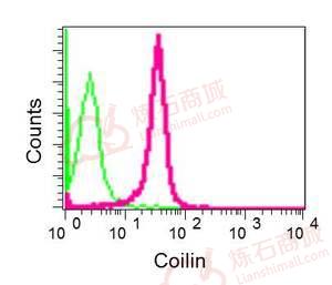 Anti-Coilin antibody [EPR7843(N)] - N-terminal  10µl